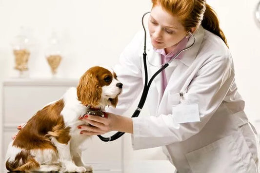 The Paw-some Importance of Regular Veterinary Check-ups for Your Furry Friends