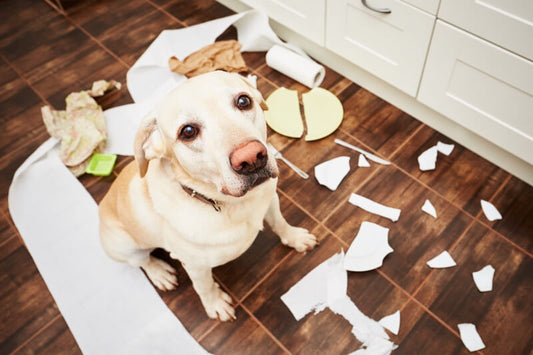 Pet-Proofing Your Home: A Guide for New Pet Owners