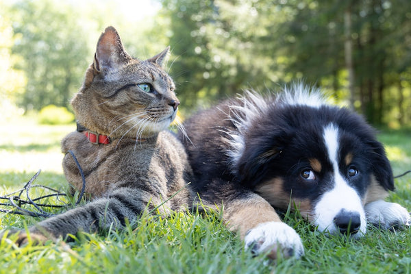 Choosing the Perfect Pet: Finding Your Furry Soulmate