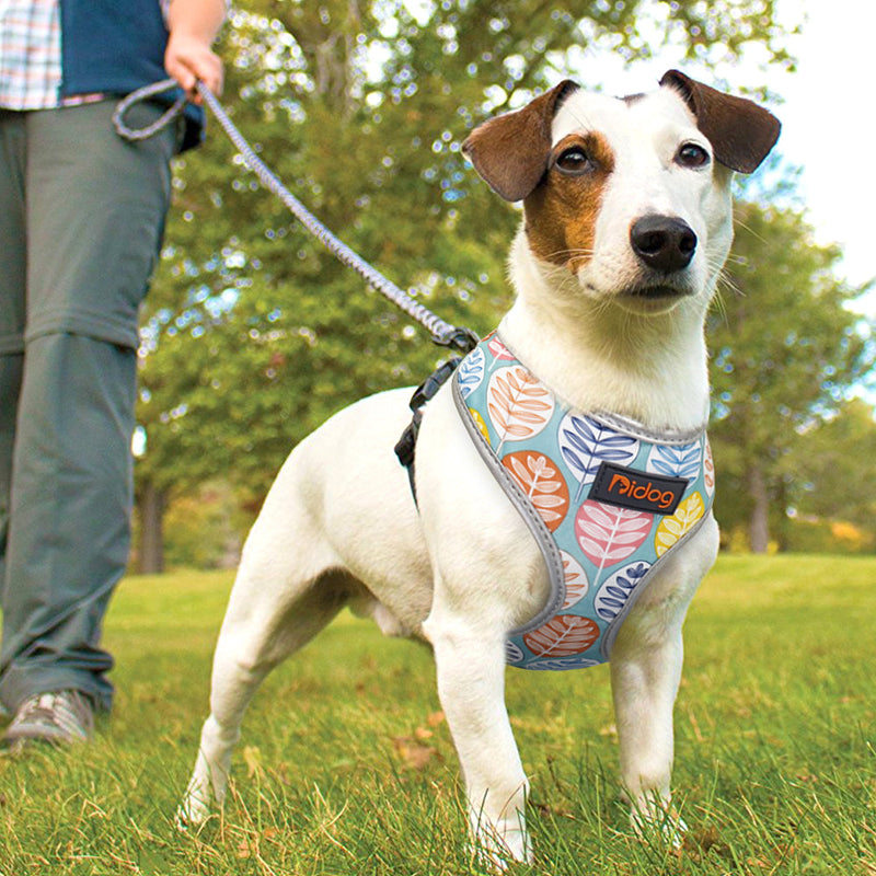 Dog Breast Strap Cat Leash - Premium all pets - Just $30.51! Shop now at Animal Bargain