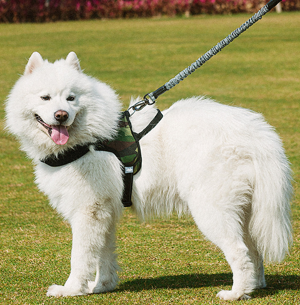 Chest harness dog leash - Premium all pets - Just $60.60! Shop now at Animal Bargain