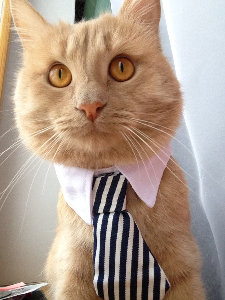 [MPK Cat Ties] Cute Pet Ties, Dog Collar Cat Collar, Pet Bow Ties, Dog Tie, Smart-Looking Pet Costume - Premium all pets - Just $41.85! Shop now at Animal Bargain