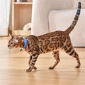 Pet Cat Toy Laser Collar - Premium Collars + Leashes - Just $62.52! Shop now at Animal Bargain