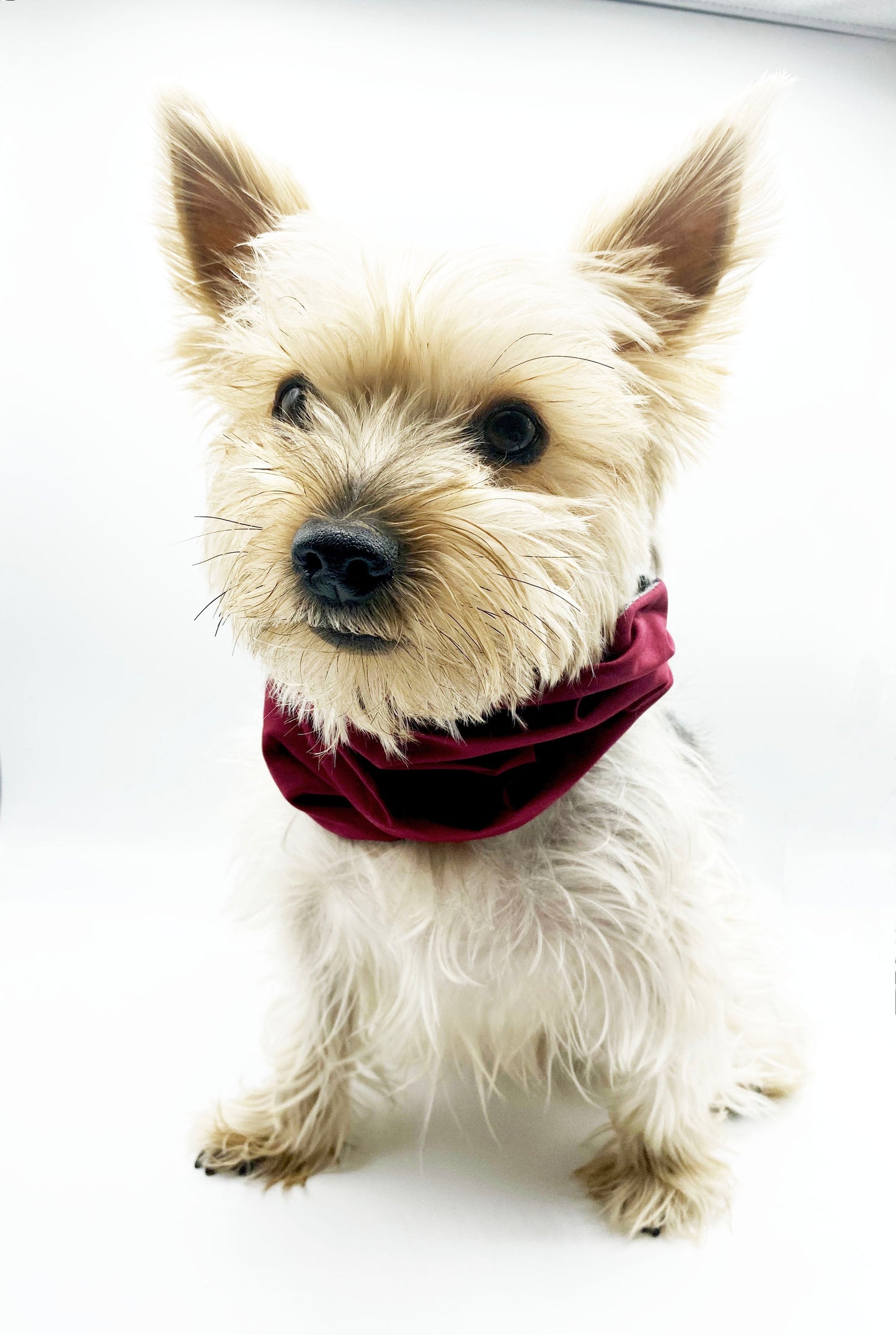 'Bobby' Reversible Pet Snood - Premium all pets - Just $60.57! Shop now at Animal Bargain