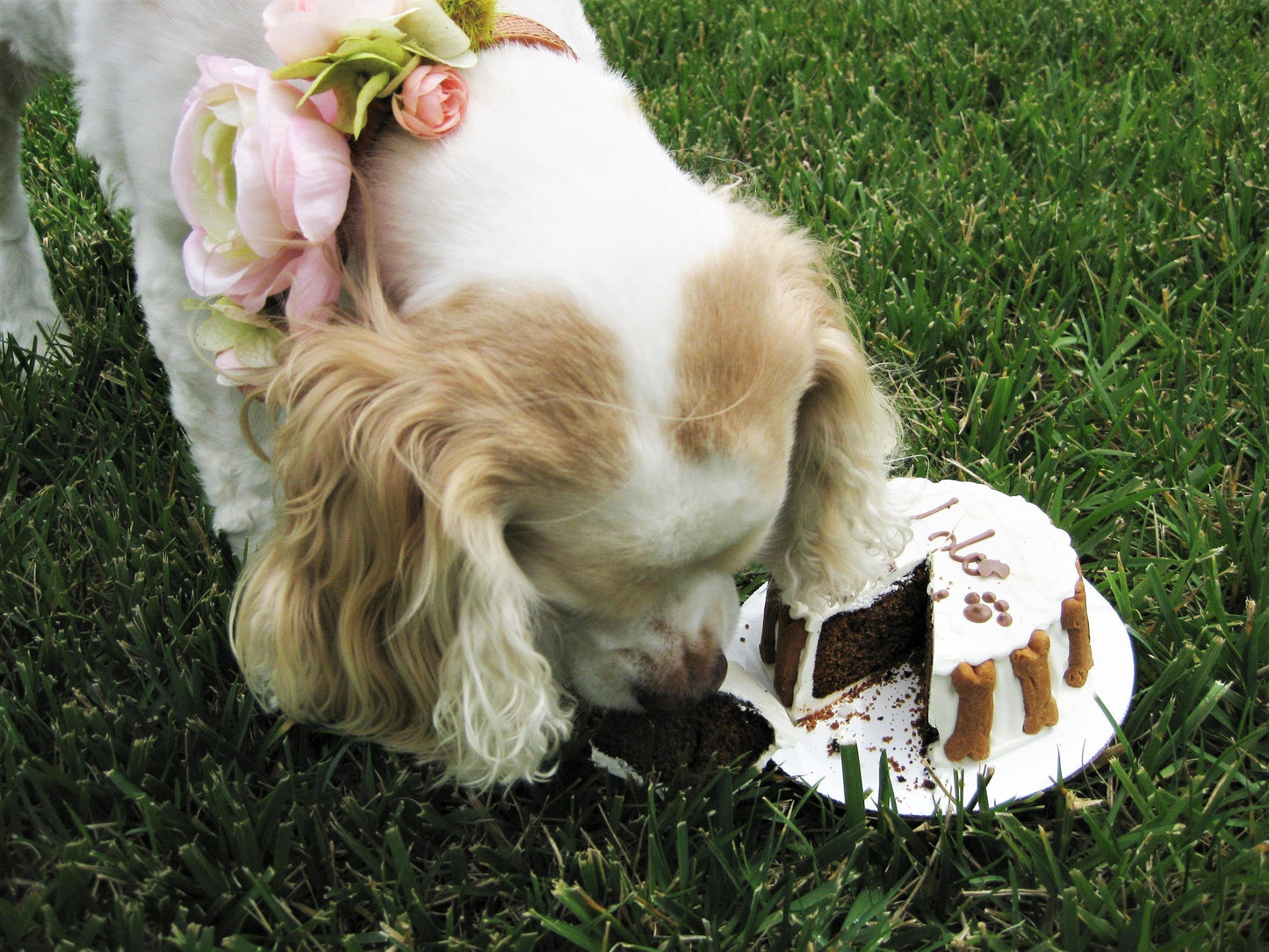 Birthday Boy | Dog Cake - Premium all pets - Just $44.39! Shop now at Animal Bargain