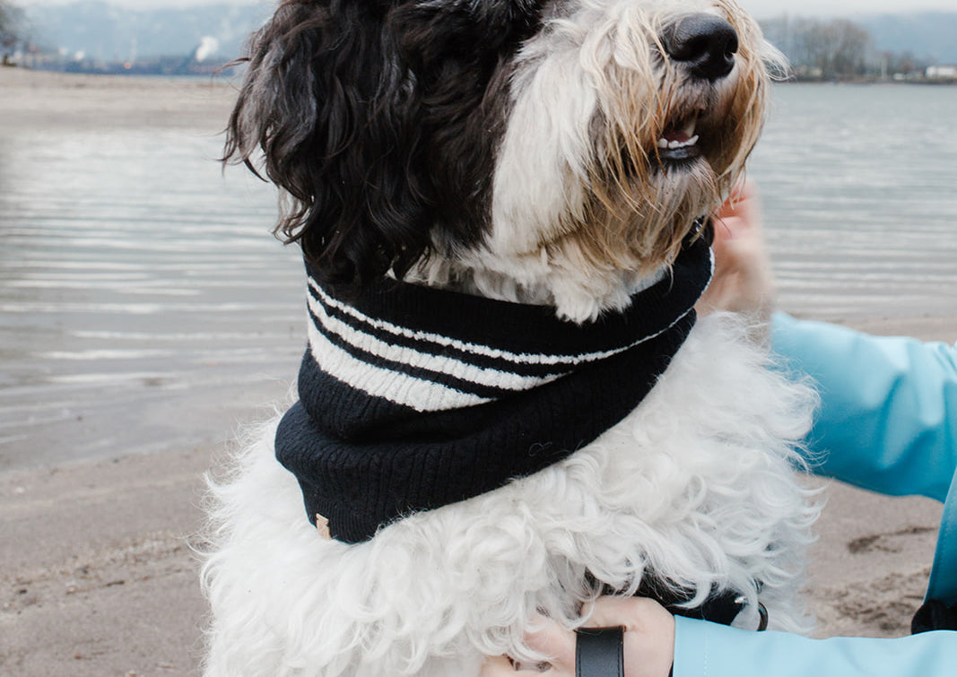 Cashmere Blend Scarf sets for Pets and their humans, Black and White - Premium all pets - Just $55.07! Shop now at Animal Bargain