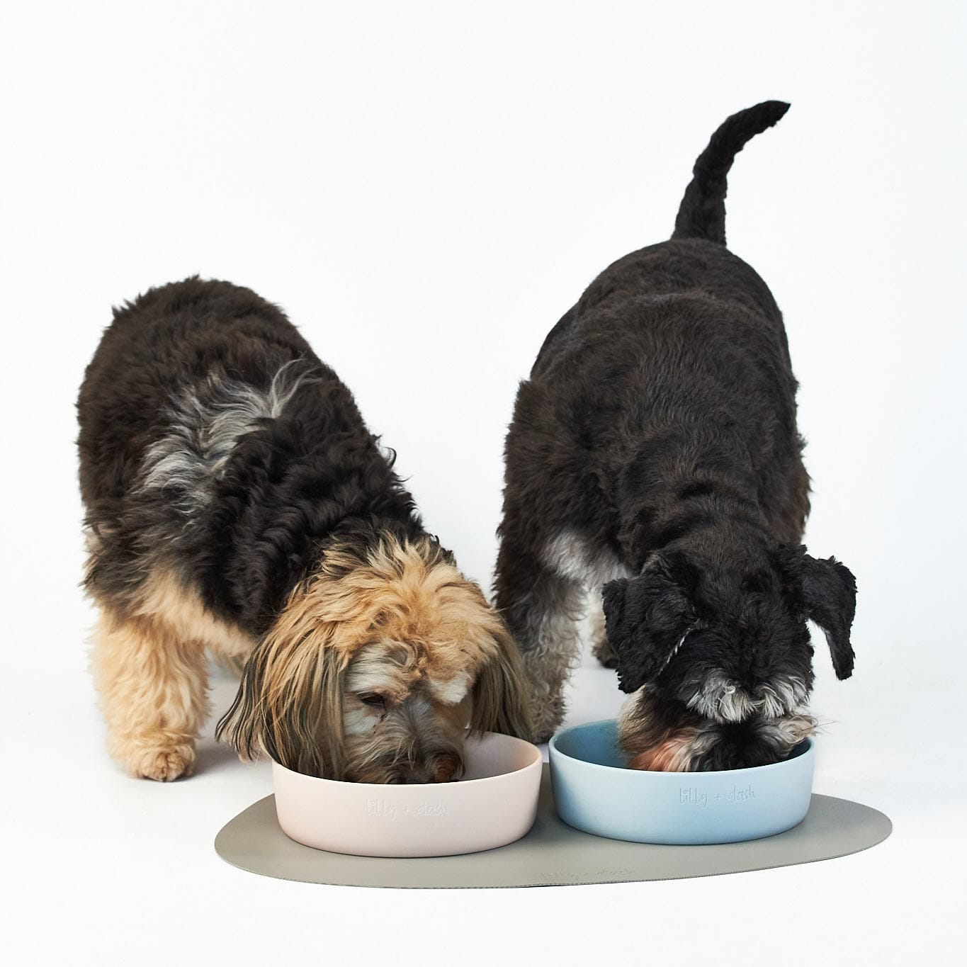 pet bowl slate - Premium all pets - Just $47.30! Shop now at Animal Bargain